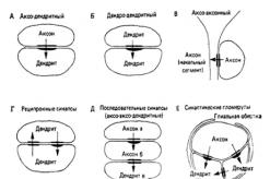 ГЛАВА 5. НЕРВНАЯ СИСТЕМА