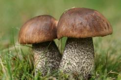Грибы шляпочные: строение, функции, примеры