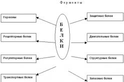 Строение и функции белков
