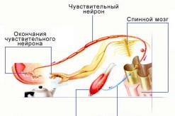 Безусловные и условные рефлексы