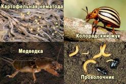 Технология производства картофеля
