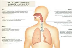 Органы дыхания человека