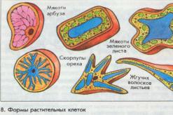 Клетка лука